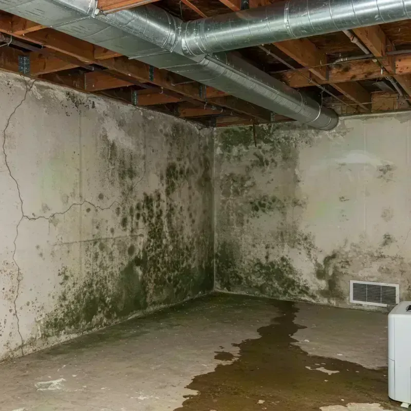 Professional Mold Removal in Lebanon, IL